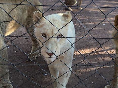 Narnia, the most beautiful white lion!